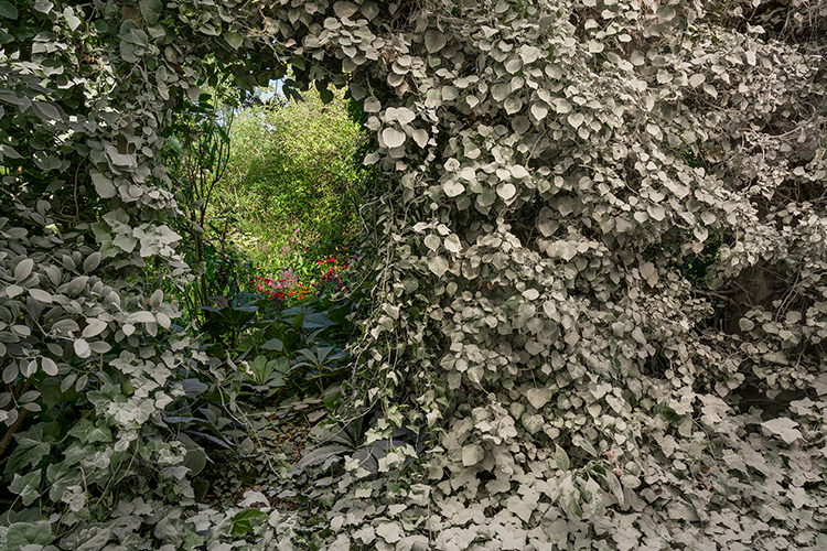 <I>The garden</I> 2025