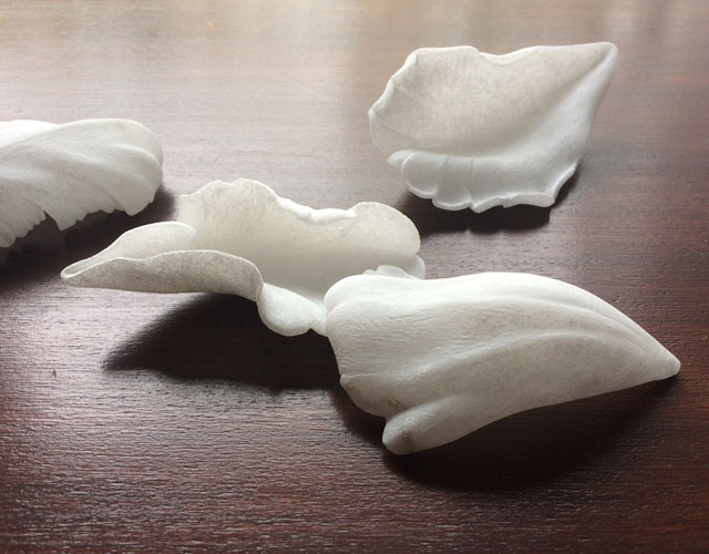 tulip petals